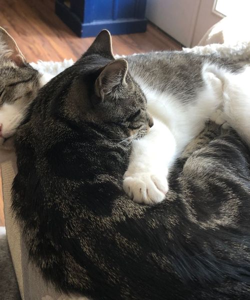 a sleeping cat