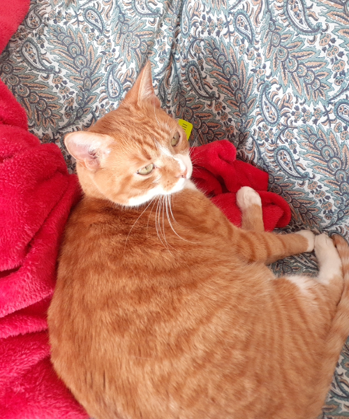 a sleeping cat
