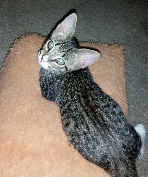 a sleeping cat