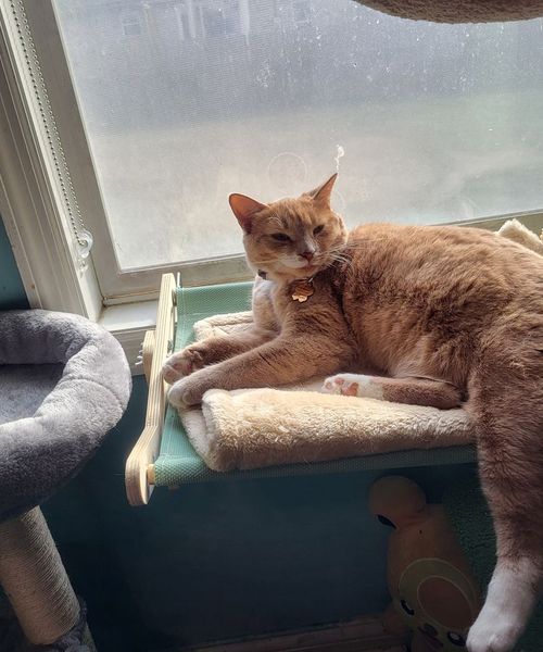 a sleeping cat