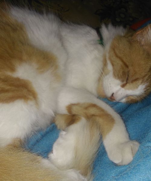 a sleeping cat