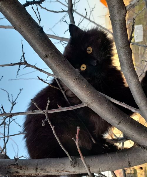 a sleeping cat