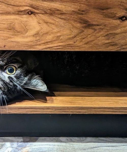 a sleeping cat