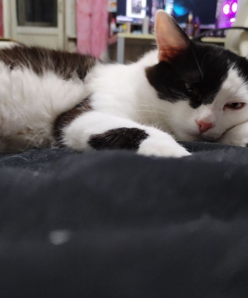 a sleeping cat
