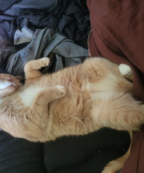 a sleeping cat