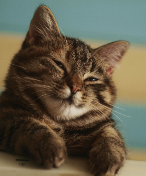 a sleeping cat