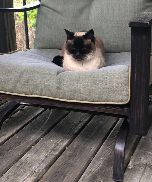 a sleeping cat