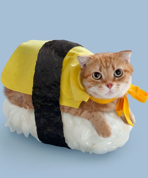 a sleeping cat