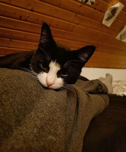 a sleeping cat
