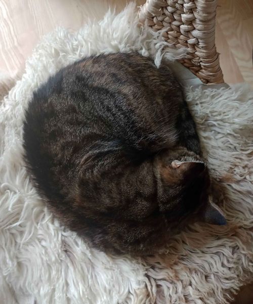a sleeping cat