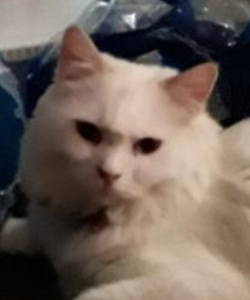 a sleeping cat