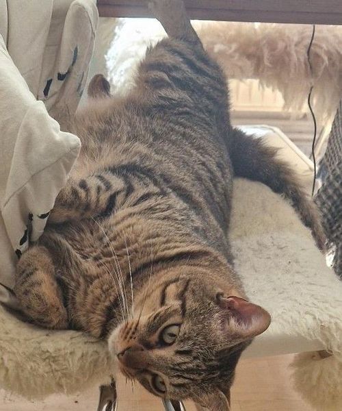a sleeping cat